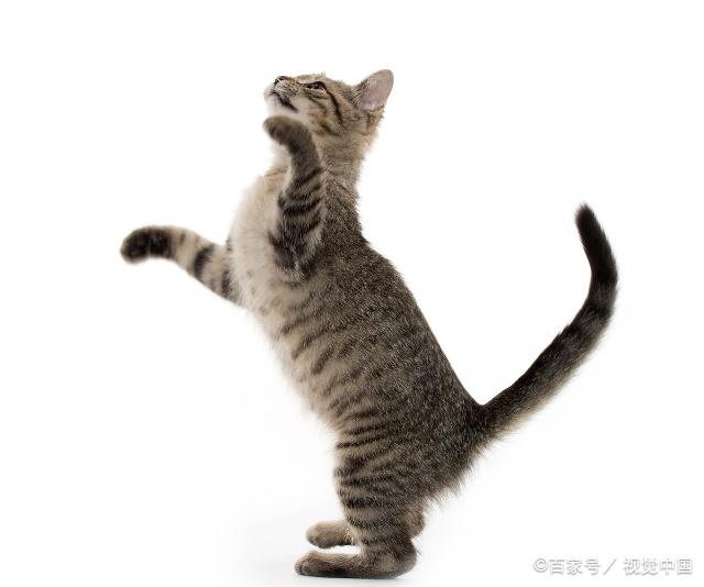 貓咪最新跳轉(zhuǎn)，尋找內(nèi)心平靜的奇妙冒險(xiǎn)之旅