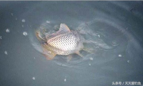 最新逗釣步驟指南，從入門(mén)到精通的釣魚(yú)技巧分享