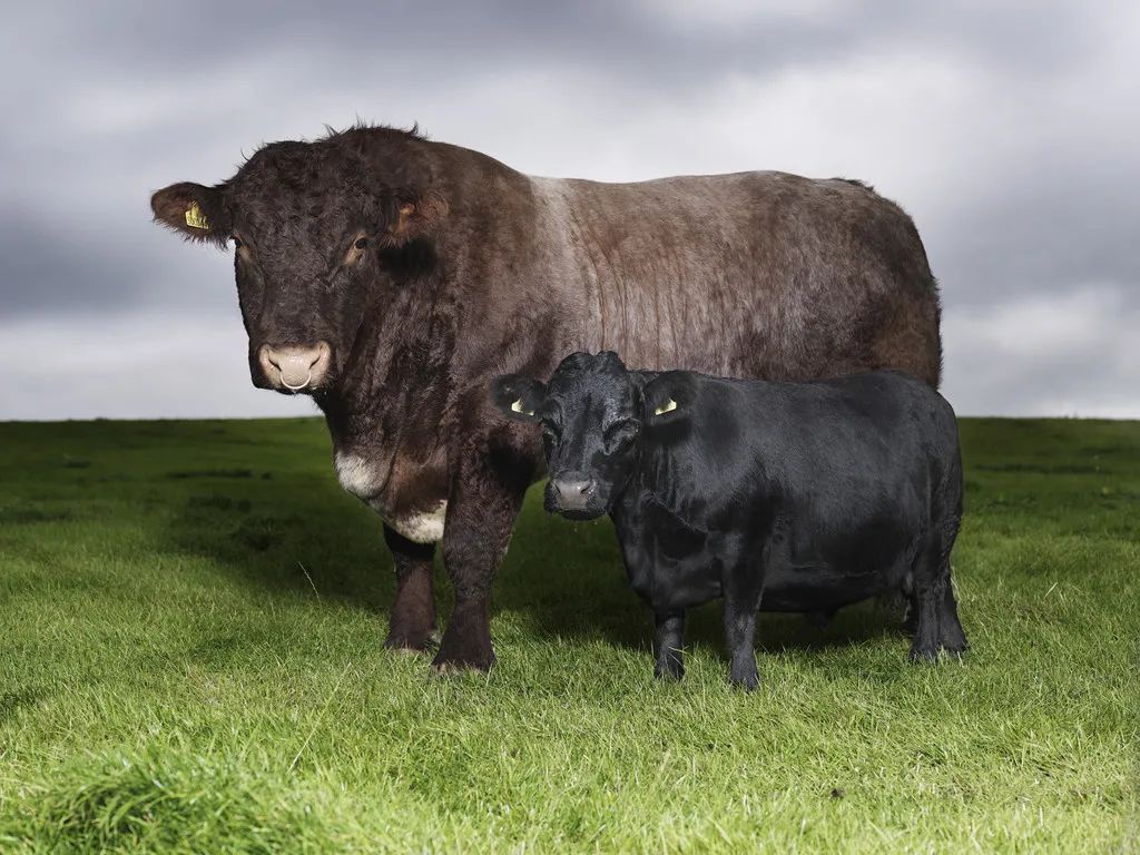 小巷隱藏寶藏，探訪特色小店，領(lǐng)略最牛最新魅力之旅
