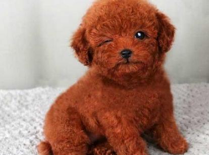 最新小鹿犬，趣事不斷，傳遞溫馨友誼與愛的小使者