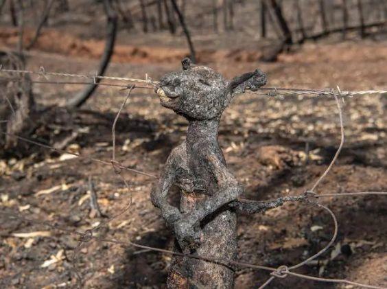 南澳山火最新情況更新，實(shí)時動態(tài)與進(jìn)展