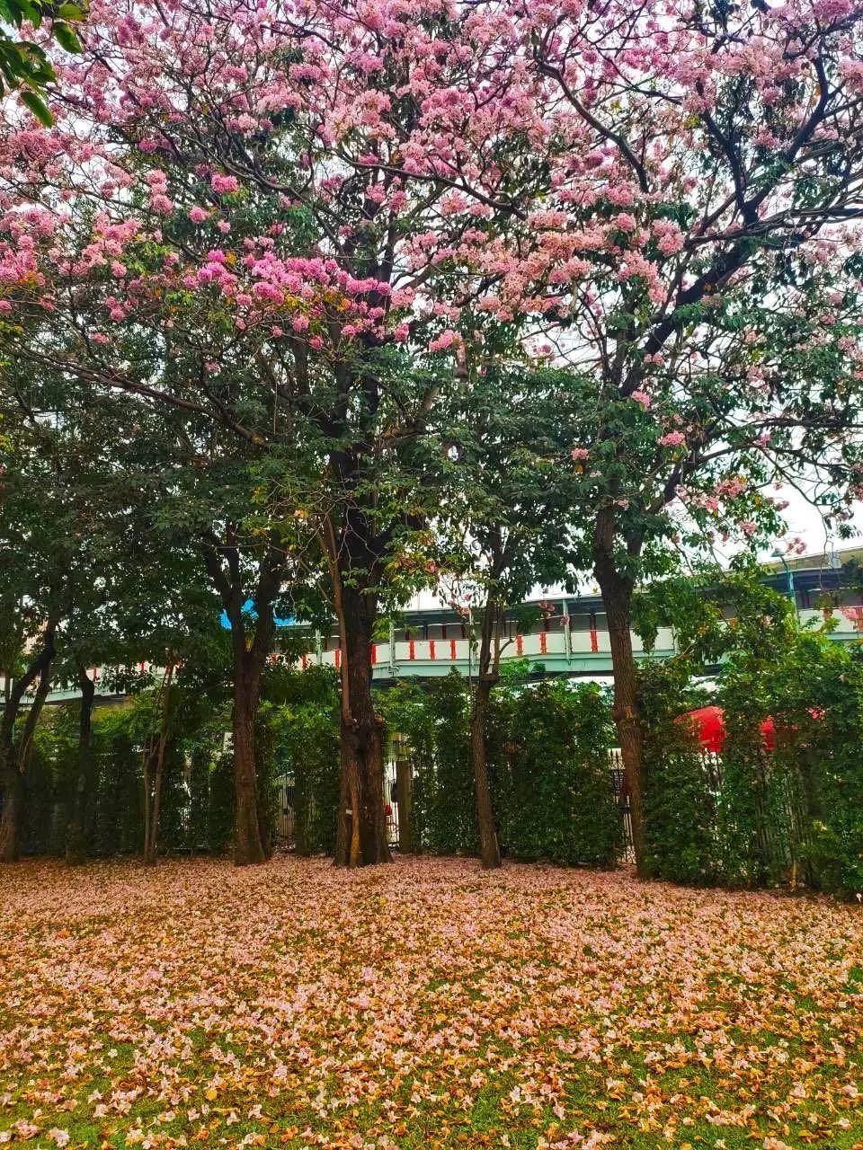 全球最新疫情動態(tài)，變化中的學(xué)習(xí)之路與自信成就的力量