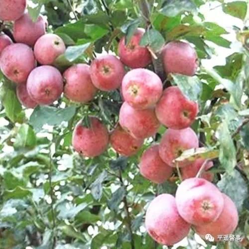 西太后愛心包最新系列，時(shí)尚與慈善的完美結(jié)合，展現(xiàn)獨(dú)特魅力風(fēng)采