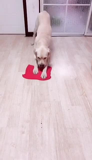 最新狗小視頻，溫馨日常故事